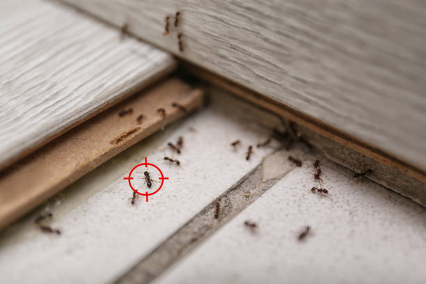 Best Wasp Removal Services  in Denver, CO