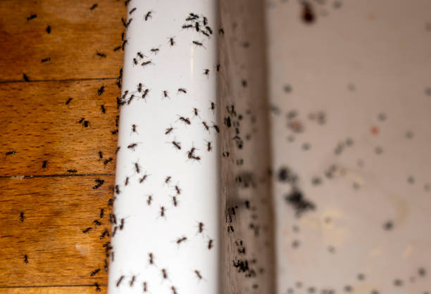 Best Pest Control for Restaurants  in Denver, CO