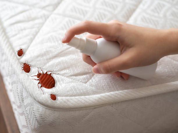 Best Pest Control Near Me  in Denver, CO