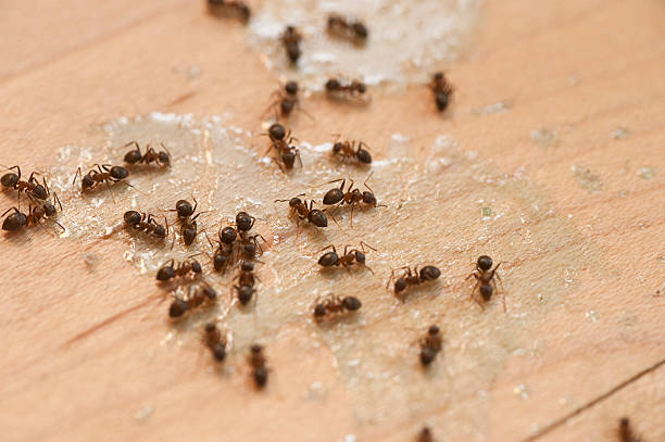 Best Pest Prevention Services  in Denver, CO